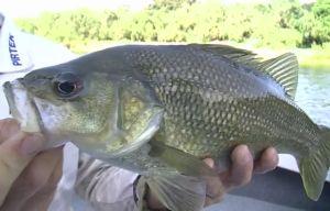 VIDEO: Fishing The Edge – bass on buzz baits